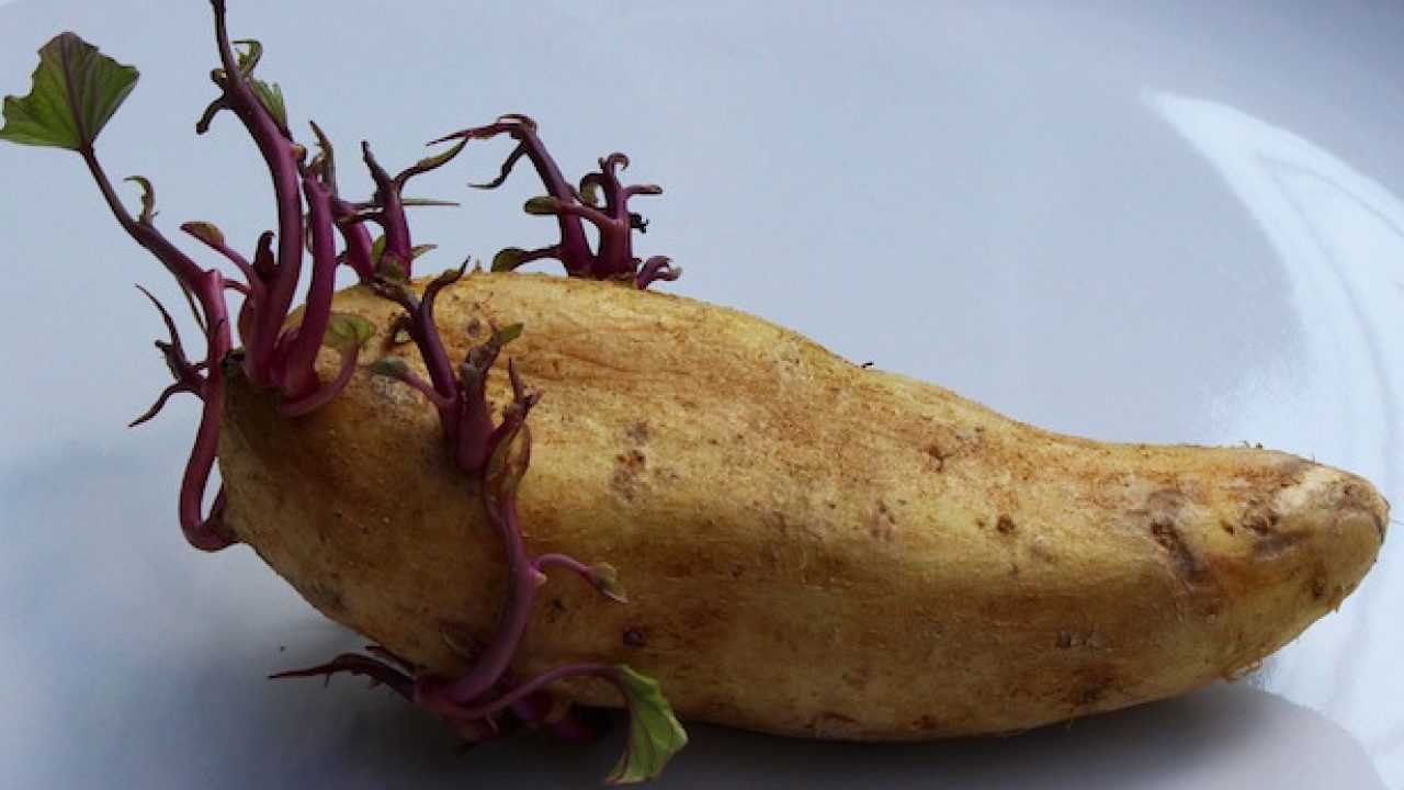 Come Conservare Le Patate Idee Green