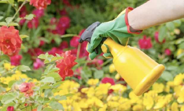 lavori di giugno in giardino e in orto