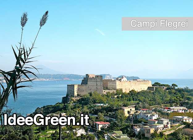 Thermotoga neapolitana