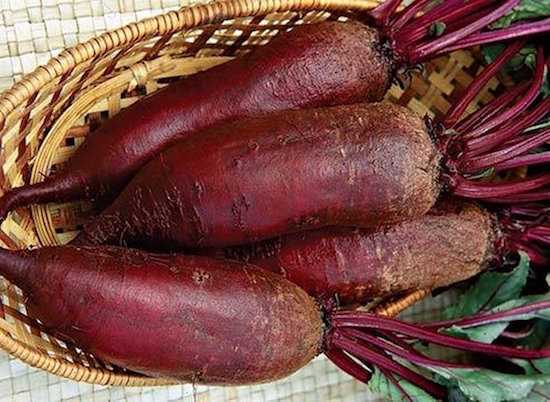 barbabietola rossa lunga