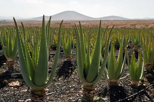 aloe vera esterno