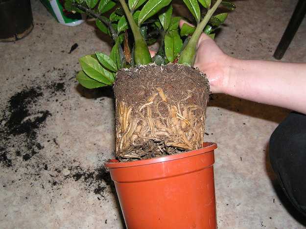 come rinvasare piante