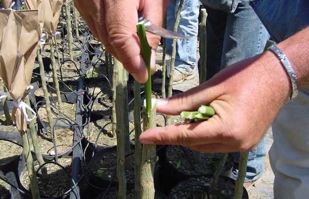 innesto a spacco agrumi