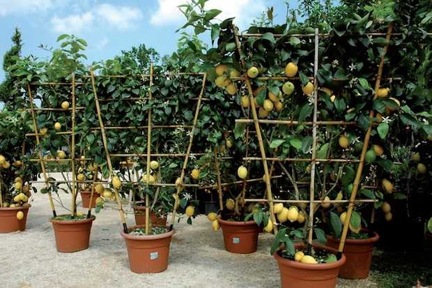 potatura agrumi in vaso