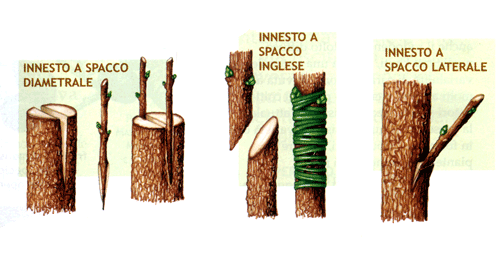 tipi di innesto a spacco