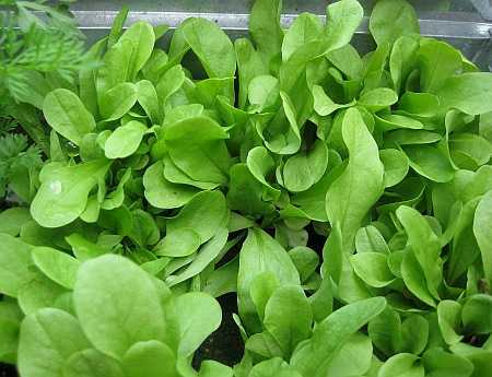 coltivare cicoria da taglio