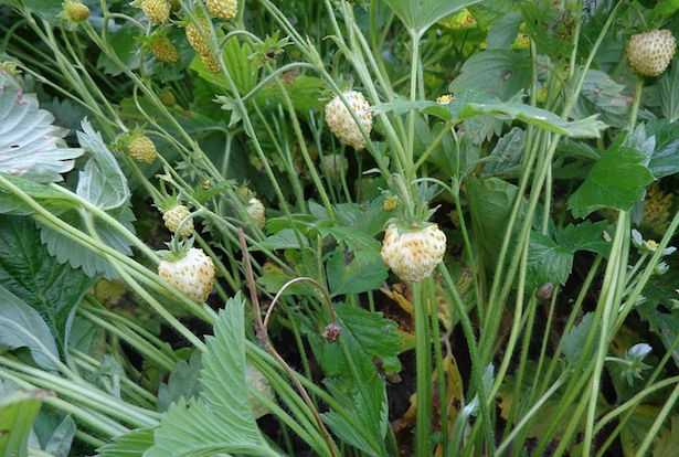 coltivare fragola ananassa fragola bianca