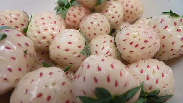 coltivare fragole ananas coltivare fragole ananas