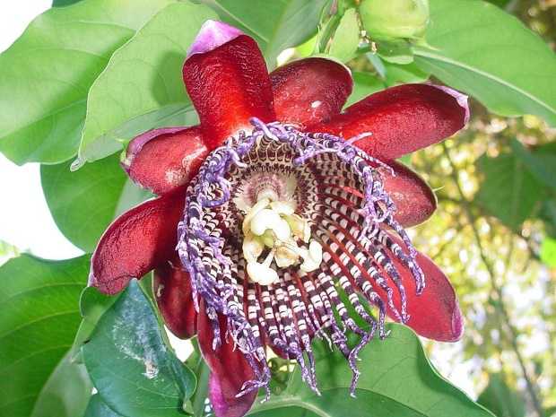 come coltivare la passiflora