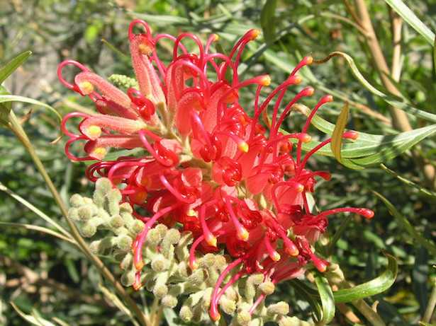 Grevillea albero