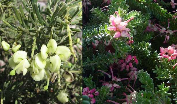 Grevillea lanigera