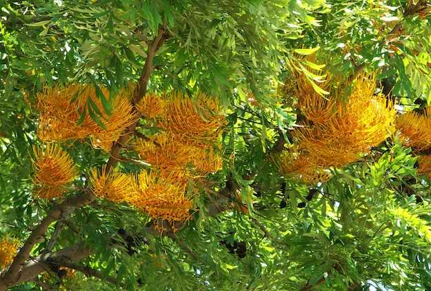 Coltivare la Grevillea