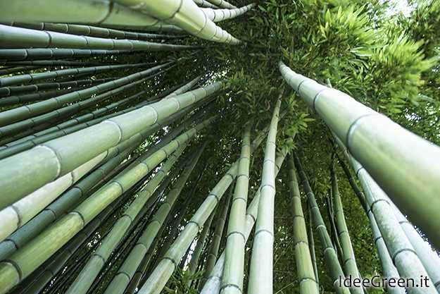 canne di bambù