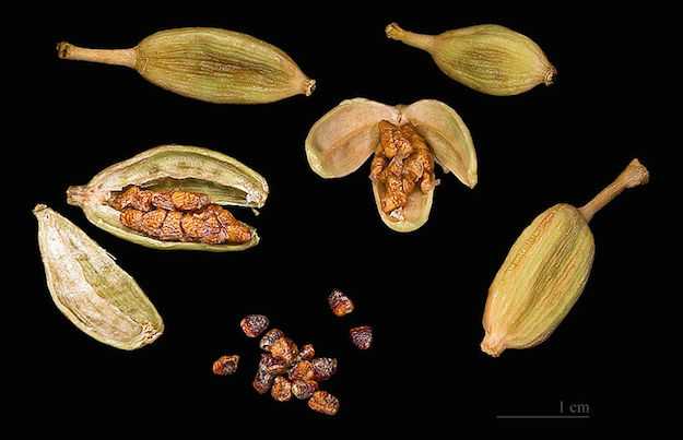 cardamomo proprietà