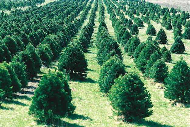 Christmas tree farm in Iowa.