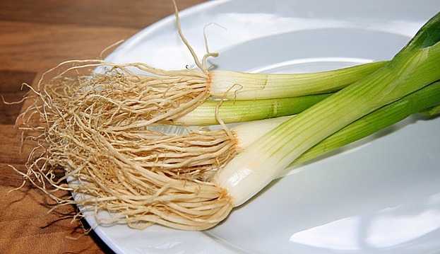 coltivare cipollotti