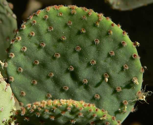 concimi per piante grasse