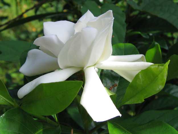 curare gardenia