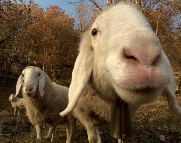 malattie delle pecore