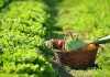 Agricoltura biodinamica: definizione e principi - Idee Green