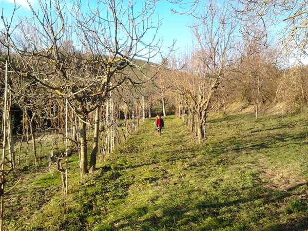 Potatura di sfoltimento