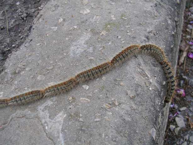 Processionaria del pino