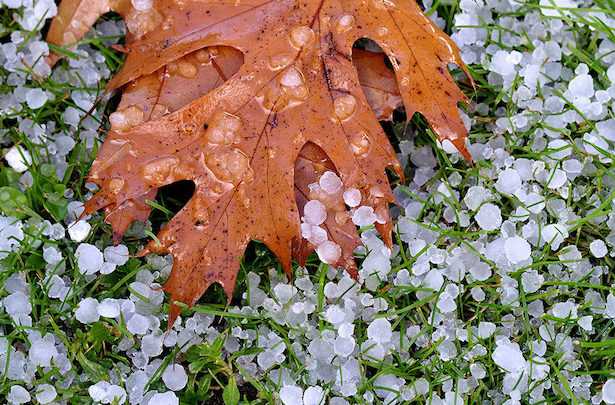 reti antigrandine proteggere piante da frutto grandine orto