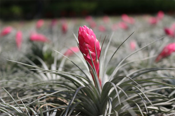 fiore di tillandsia
