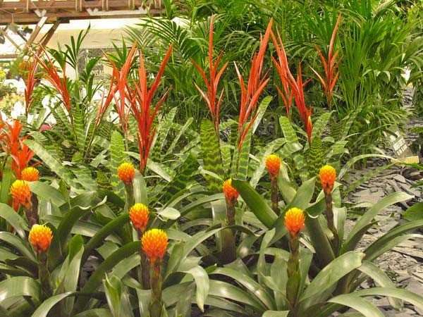 come coltivare zenzero