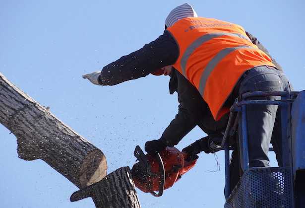 come si abbatte un albero