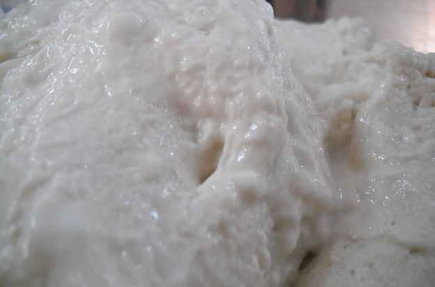 pasta madre pasta madre