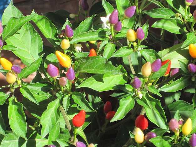 peperoncini piccanti