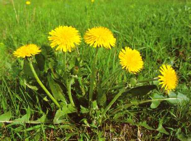 Vademecum fitoterapia