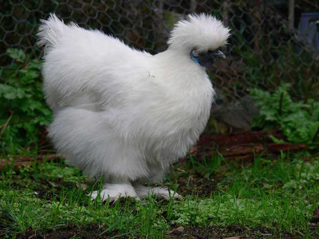 Gallina moroseta