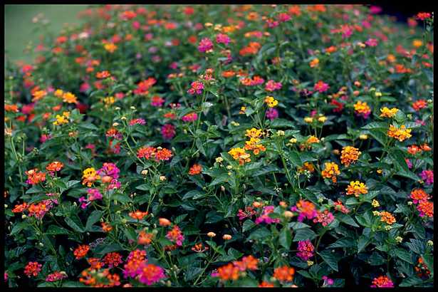Lantana camara