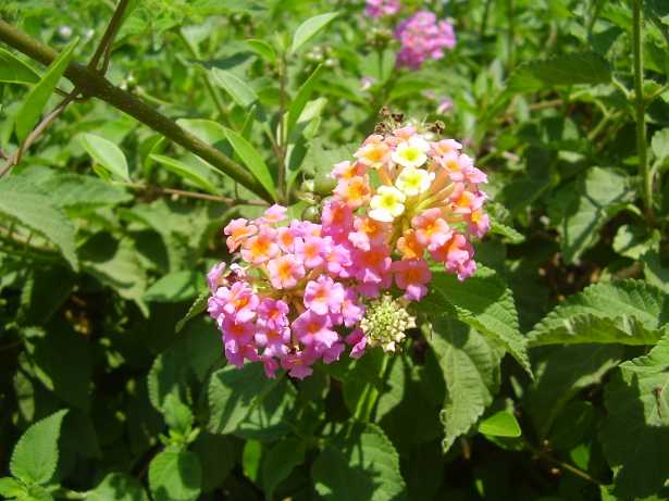 Lantana