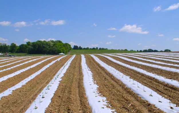 pacciamatura vantaggi