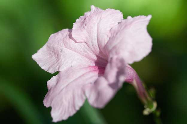 petunia messicana coltivazione