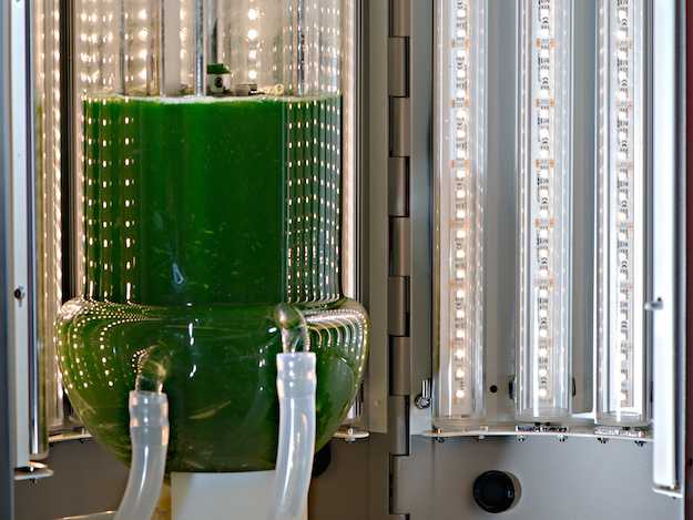 carburante dalle alghe