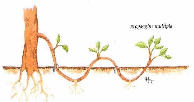 propagazione della rosa