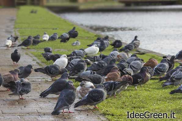 allontanare piccioni
