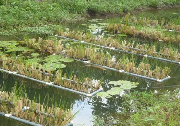 biorisanamento ambientale con microrganismi