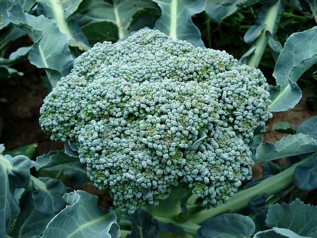 cavoli e broccoli