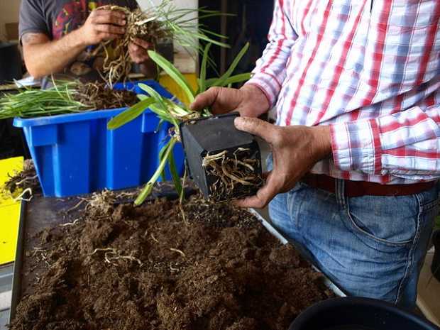 come trapiantare una pianta