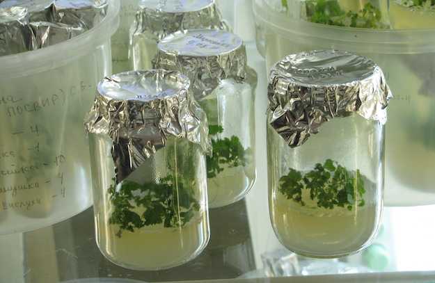 fitodepurazione acque