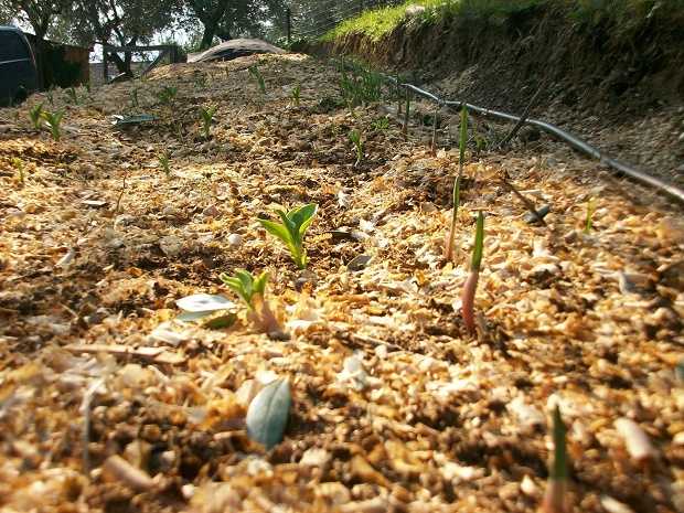 pacciamatura invernale