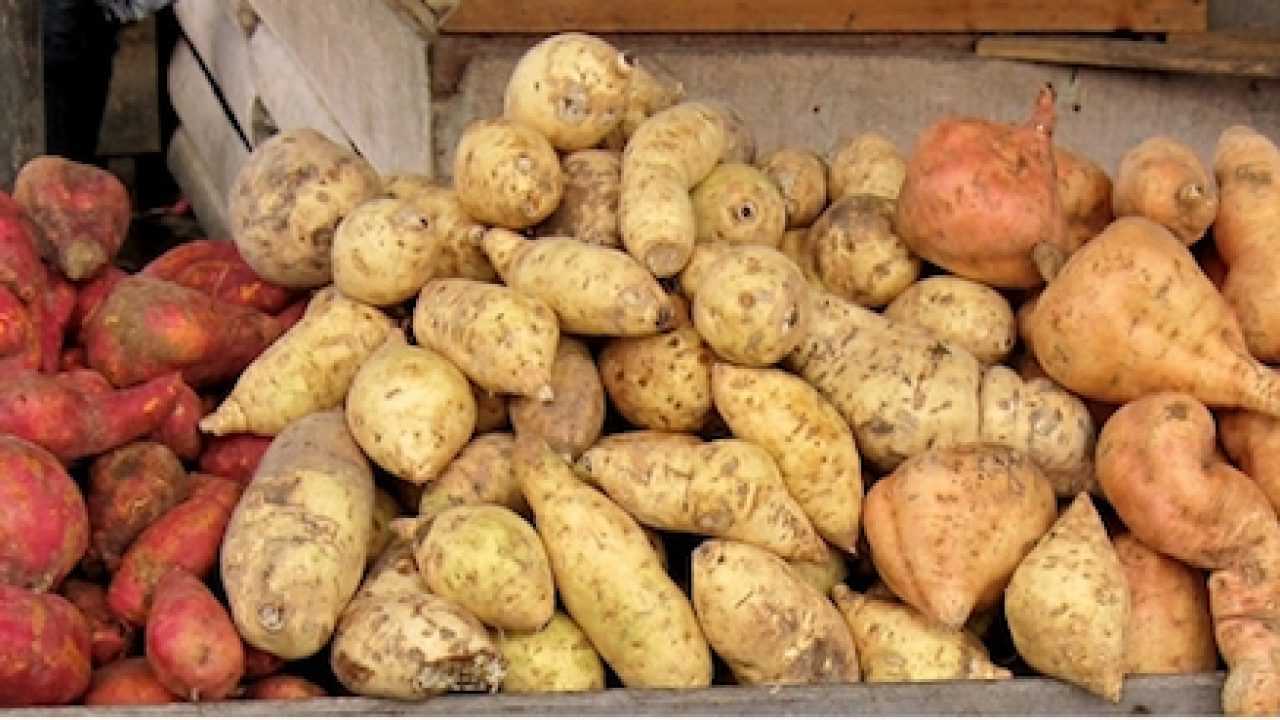 Risultati immagini per la batata americana