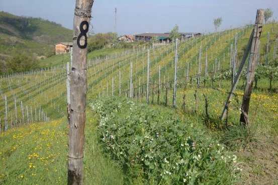 quali piante per il sovescio