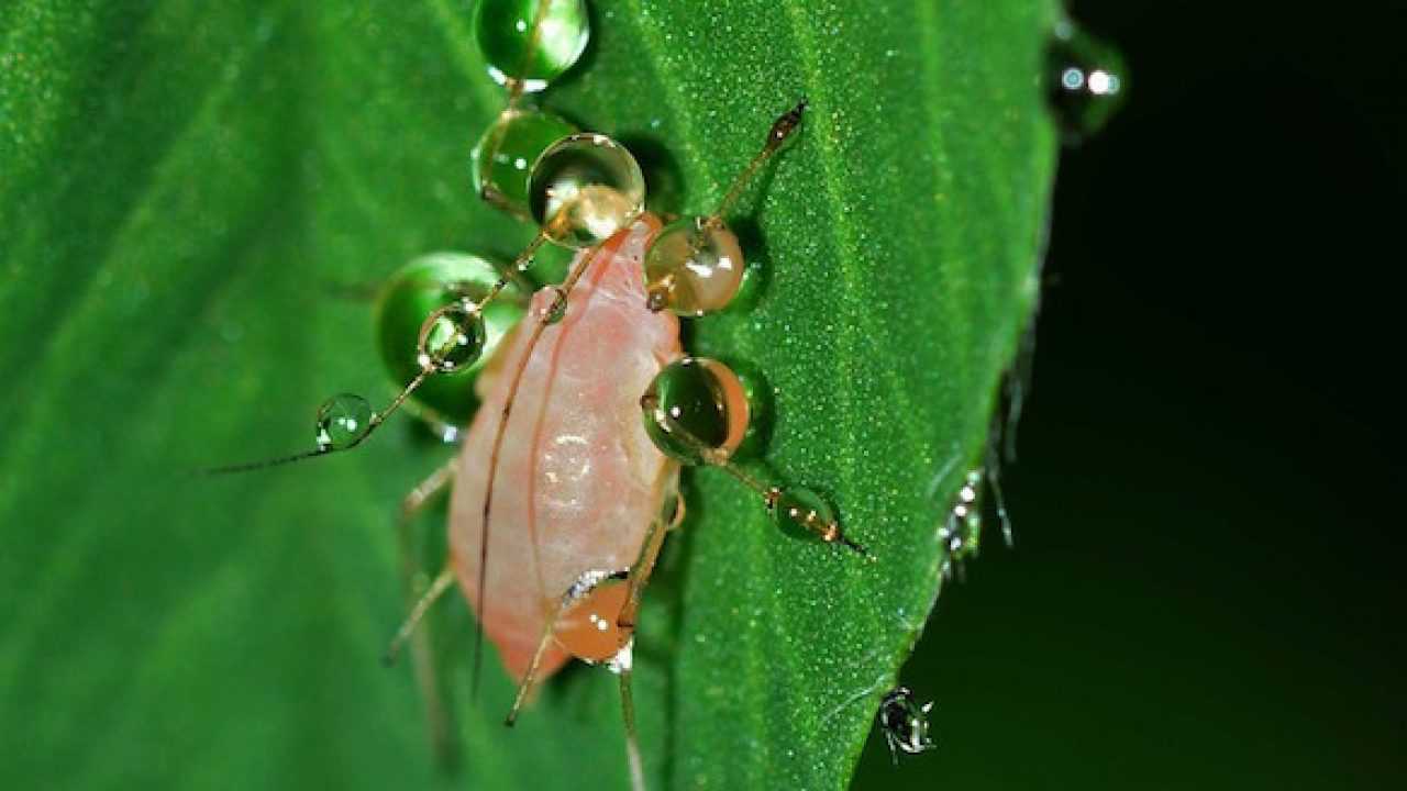 Rimedi Naturali Contro Afidi E Cocciniglia Idee Green