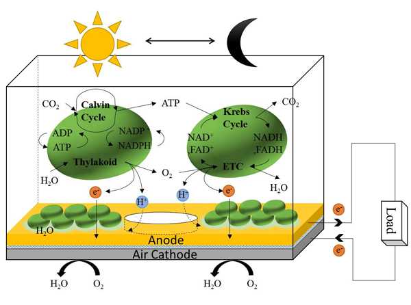 fotovoltaico biologico